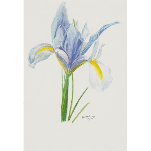 2787 - Maine - Botanical study, late 20th century British school watercolour on paper, framed, 17cm x 12cm,... 