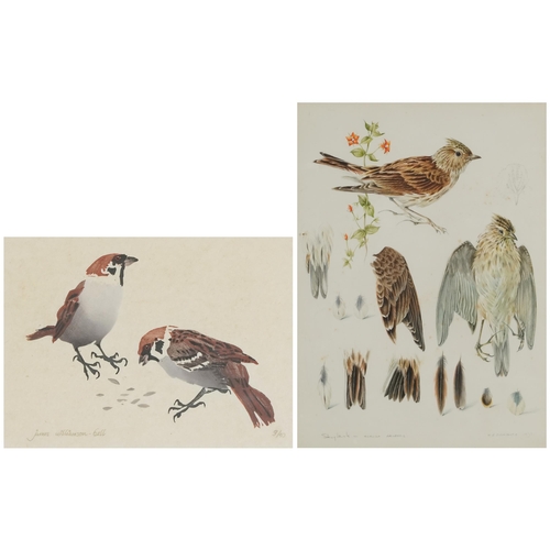 2796 - James Williamson-Bell - Birds eating seeds, late 20th century British school watercolour on paper, s... 