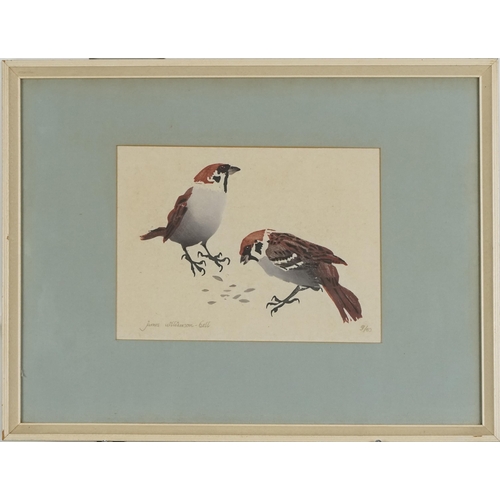 2796 - James Williamson-Bell - Birds eating seeds, late 20th century British school watercolour on paper, s... 