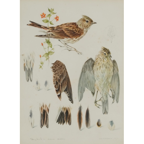 2796 - James Williamson-Bell - Birds eating seeds, late 20th century British school watercolour on paper, s... 