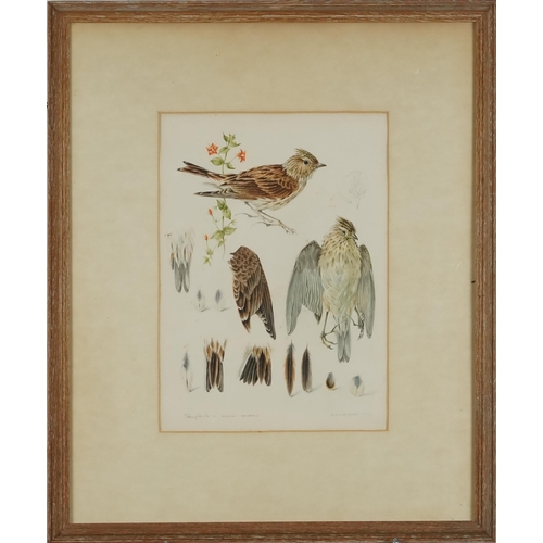 2796 - James Williamson-Bell - Birds eating seeds, late 20th century British school watercolour on paper, s... 