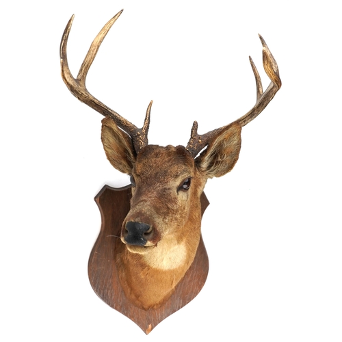 93 - A late 20th century taxidermy stag's head with five point antlers, mounted on an oak shield back, 92... 