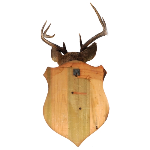 93 - A late 20th century taxidermy stag's head with five point antlers, mounted on an oak shield back, 92... 