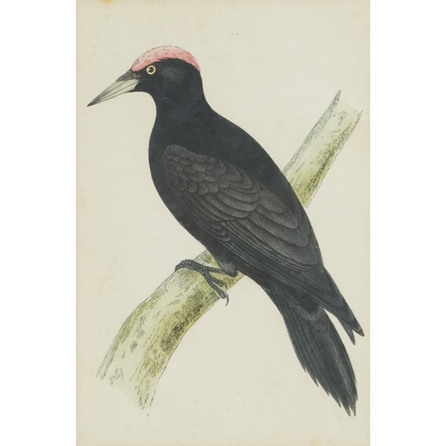 2789 - Black woodpecker, 19th century hand coloured engraving, framed, 17cm x 11cm, together with a print o... 