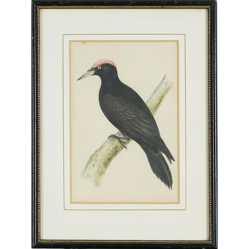 2789 - Black woodpecker, 19th century hand coloured engraving, framed, 17cm x 11cm, together with a print o... 