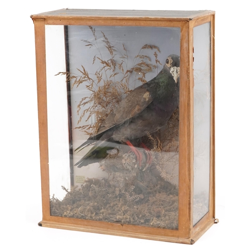 287 - An early 20th century taxidermy specimen pigeon preserved by B. Bates, Naturalist, Eastbourne, withi... 