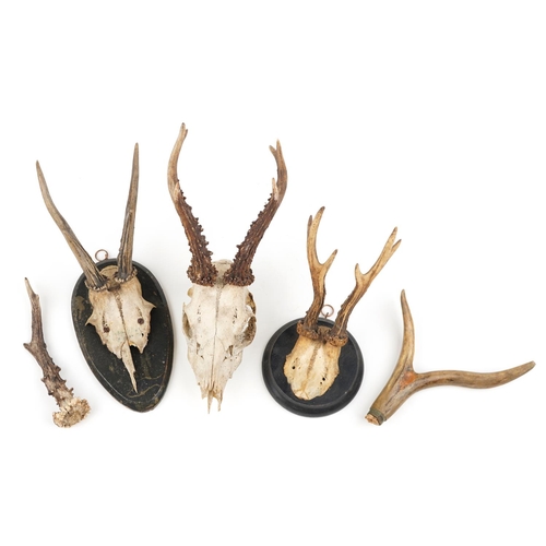 292 - A group of Victorian taxidermy horns, some mounted on oak backs, the largest 32cm in length.