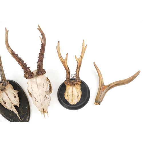 292 - A group of Victorian taxidermy horns, some mounted on oak backs, the largest 32cm in length.