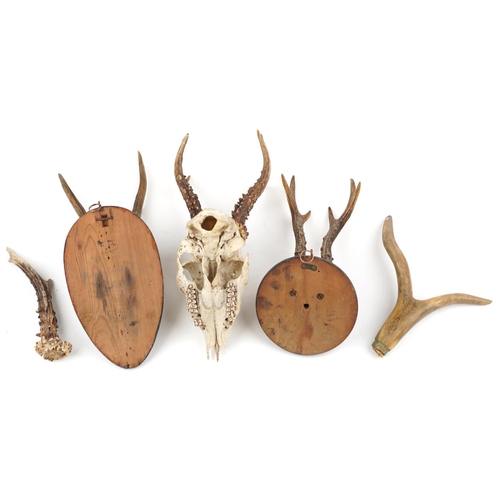 292 - A group of Victorian taxidermy horns, some mounted on oak backs, the largest 32cm in length.