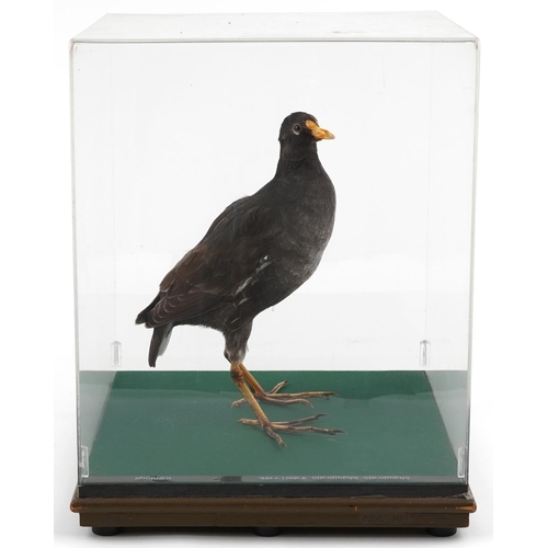 286 - A taxidermy moorhen housed in a Perspex display case, 40cm H x 31cm W x 31cm D.