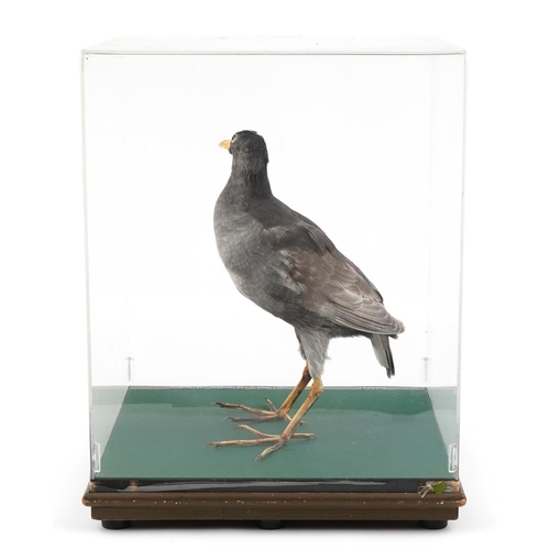 286 - A taxidermy moorhen housed in a Perspex display case, 40cm H x 31cm W x 31cm D.