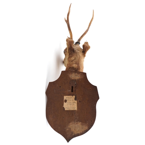 288 - A 19th century taxidermy deer head mounted on an oak shield back, paper label to the reverse, dated ... 