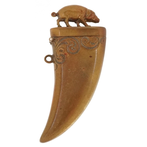 47 - A vintage brass vesta in the form of a boar's tooth mounted with a pig, 6.5cm in length.