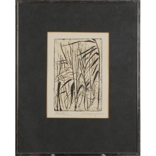 1507 - Della Chapman - Reeds, etching, signed and titled in pencil in the margin 7/25, framed 32.5 x 25cm.