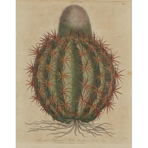 1512 - The Great Echinated Melon Thistle or Turks Cap, coloured engraving from the Encyclopaedia Londinensi... 