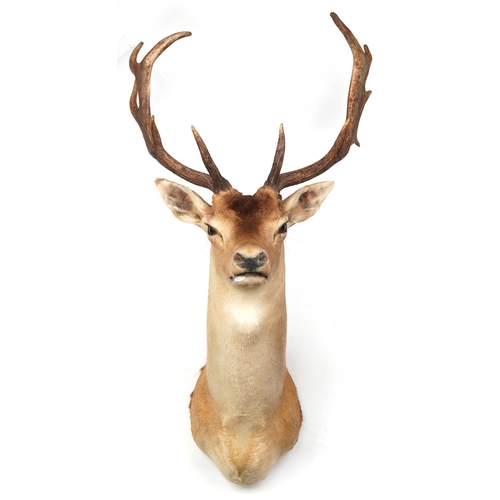 295 - A large taxidermy stag's head with antlers, 100cm high.