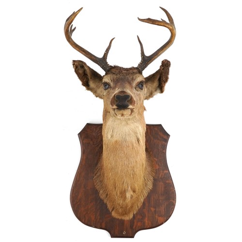 294 - A 20th century taxidermy stag's head mounted on an oak shield back with wall mounting holes, 90cm hi... 