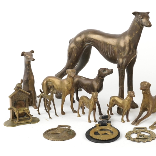 1108 - A collection of brass and decorative model Greyhounds and horse brasses, the largest 42cm in length.