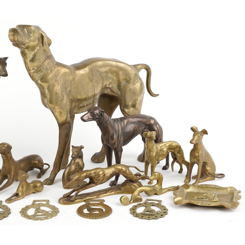 1108 - A collection of brass and decorative model Greyhounds and horse brasses, the largest 42cm in length.