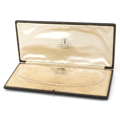 3081 - An antique graduated pearl necklace housed in a James Weir Limited Glasgow jeweller's box with silk ... 