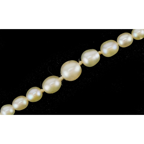 3081 - An antique graduated pearl necklace housed in a James Weir Limited Glasgow jeweller's box with silk ... 