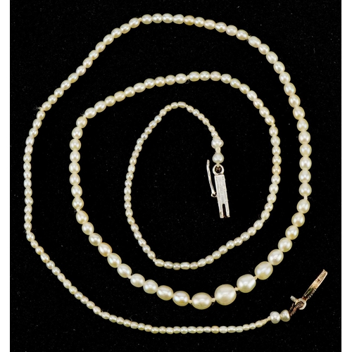 3081 - An antique graduated pearl necklace housed in a James Weir Limited Glasgow jeweller's box with silk ... 