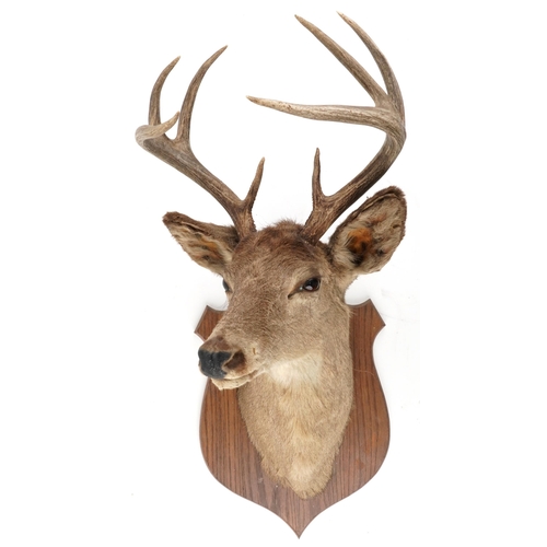 293 - A late 20th century taxidermy wall mounted stag's head, approximately 87cm high x 40cm wide.