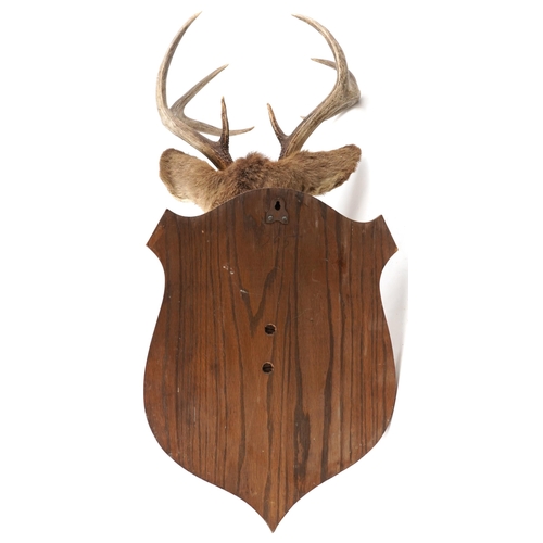 293 - A late 20th century taxidermy wall mounted stag's head, approximately 87cm high x 40cm wide.