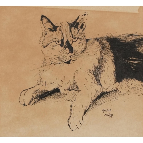 1502 - Keelah - portrait of a cat, 20th century British school pen and ink on paper, indistinctly signed an... 