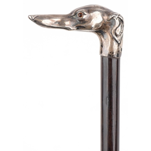 403 - An Edwardian rosewood walking stick with silver dog's head handle, Birmingham 1906, 90cm in length.