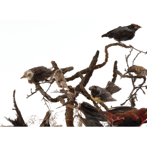 208 - A good Victorian taxidermy specimen group of birds within a naturalistic setting raised on an oval p... 