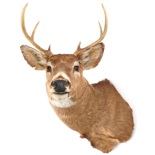 207 - A large taxidermy stag's head, 73cm in length.