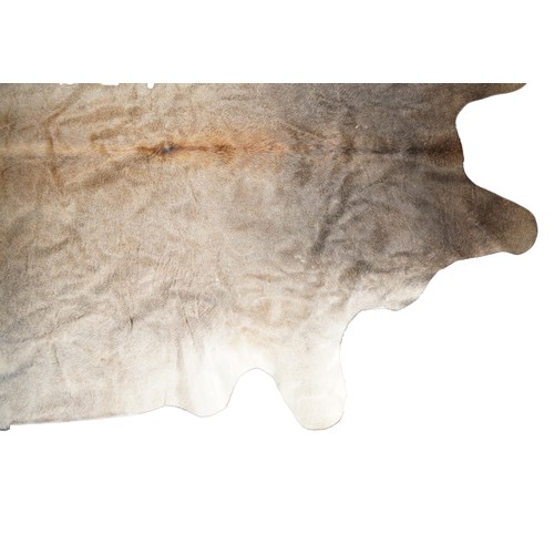 2502 - A large deer hide, 198cm in length.