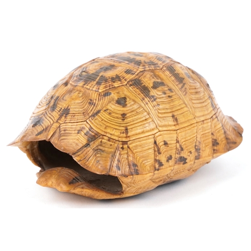 82 - An early 20th century taxidermy specimen  tortoise carapace, 15cm in length.