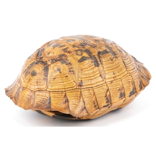 82 - An early 20th century taxidermy specimen  tortoise carapace, 15cm in length.
