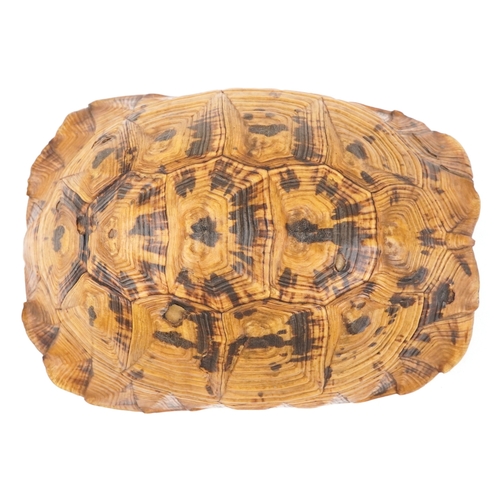 82 - An early 20th century taxidermy specimen  tortoise carapace, 15cm in length.