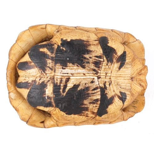 82 - An early 20th century taxidermy specimen  tortoise carapace, 15cm in length.