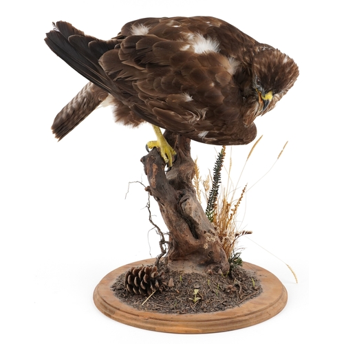 79 - ***WITHDRAWN*** A taxidermy specimen of a female buzzard mounted on a naturalistic driftwood support... 