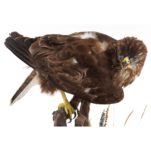 79 - ***WITHDRAWN*** A taxidermy specimen of a female buzzard mounted on a naturalistic driftwood support... 