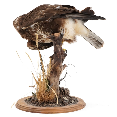 79 - ***WITHDRAWN*** A taxidermy specimen of a female buzzard mounted on a naturalistic driftwood support... 