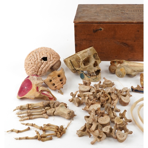 80A - An early 20th century Adam Rouilly & Co Anatomical part skeleton, within a pine box, W-56cm