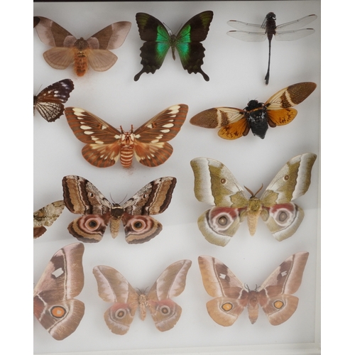 183 - A collection of specimen butterflies, moths and insects housed in two glazed mahogany display cases ... 