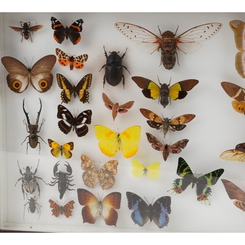 183 - A collection of specimen butterflies, moths and insects housed in two glazed mahogany display cases ... 