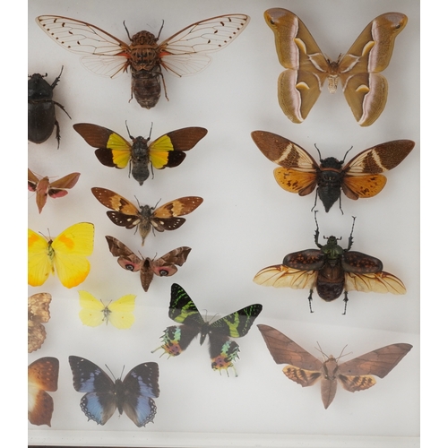 183 - A collection of specimen butterflies, moths and insects housed in two glazed mahogany display cases ... 
