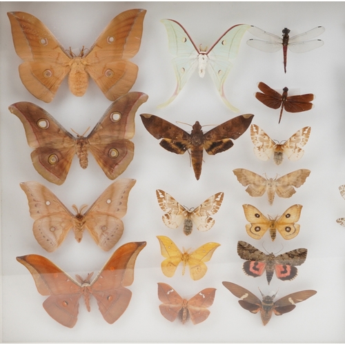 185 - A collection of specimen butterflies, moths and insects housed in two glazed wooden display cases in... 