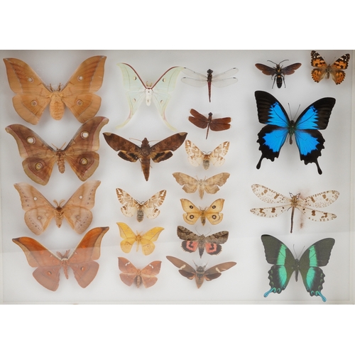 185 - A collection of specimen butterflies, moths and insects housed in two glazed wooden display cases in... 