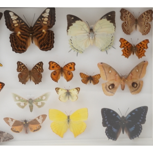 185 - A collection of specimen butterflies, moths and insects housed in two glazed wooden display cases in... 