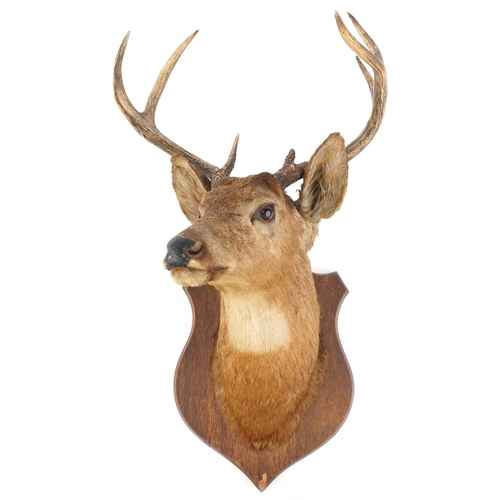 Lot 224       