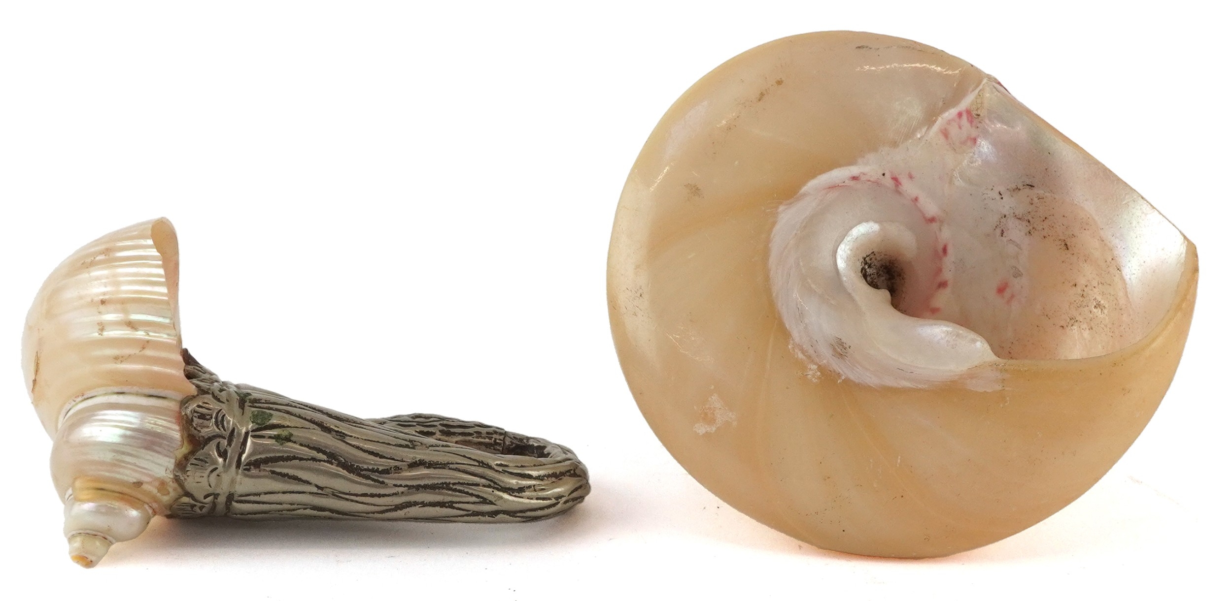 Two pearlised shells with white metal mounts including a turbo shell in ...