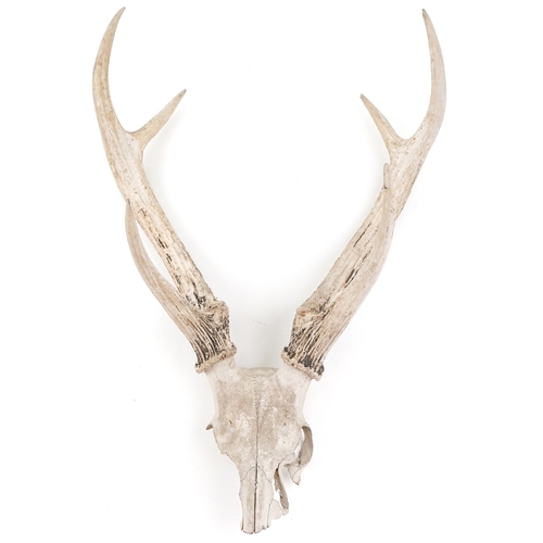 346 - A pair of taxidermy interest staghorn antlers with skull, 81cm high.